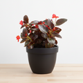Begonia Big