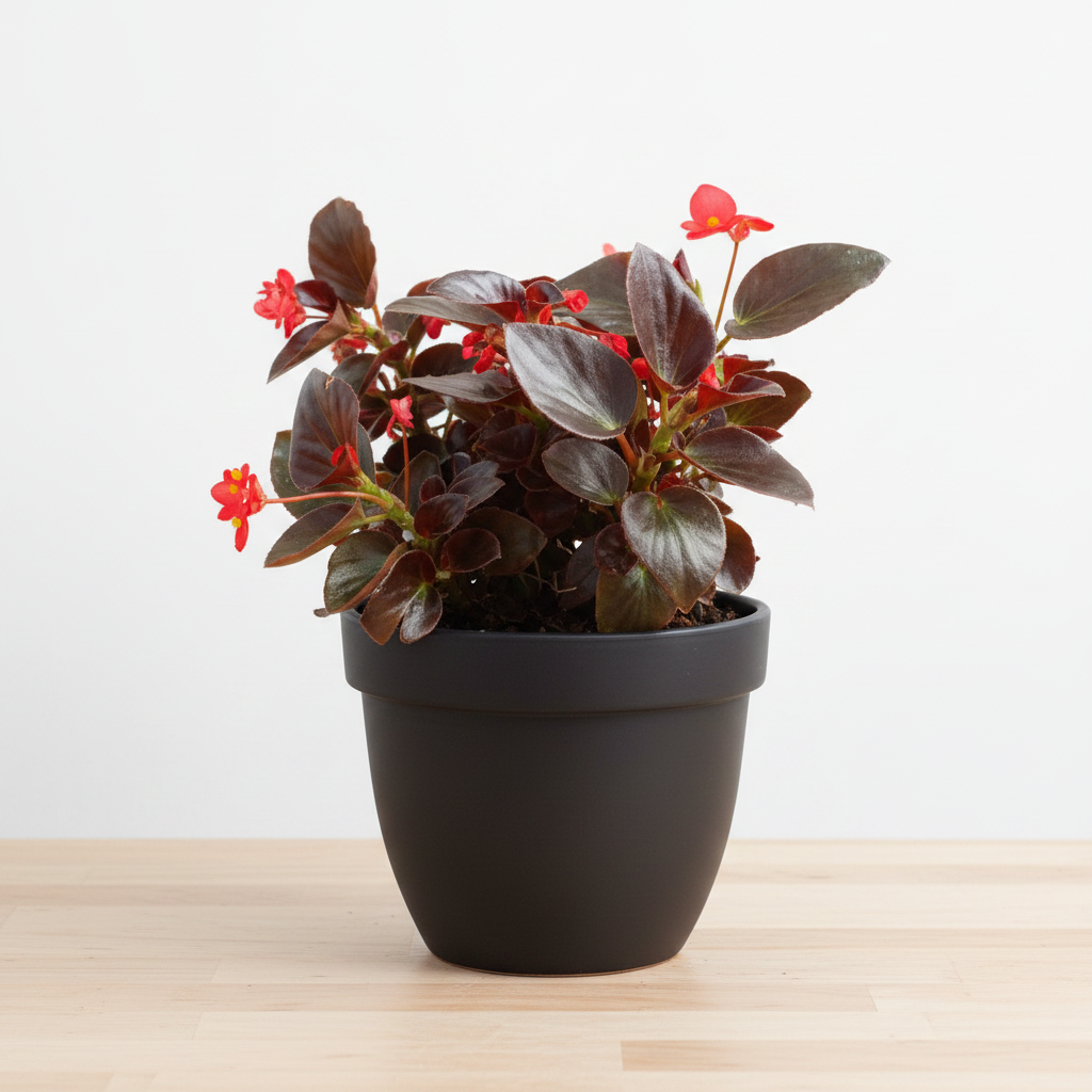 Begonia Big