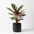 Calathea Triostar