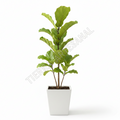 Ficus Pandurata Bambino