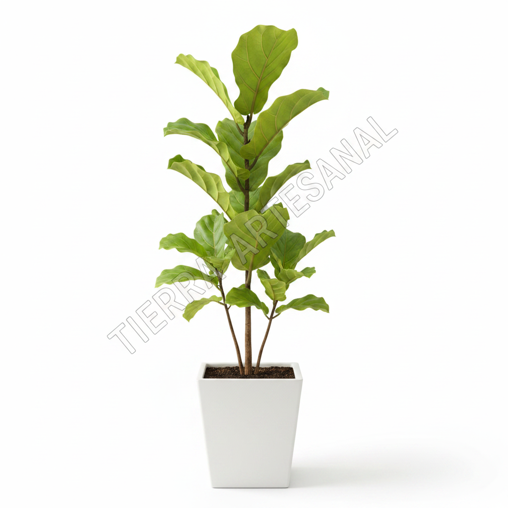 Ficus Pandurata Bambino