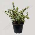 Jade Enano en matera negra - Tierra Artesanal