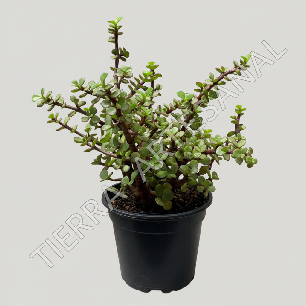 Jade Enano en matera negra - Tierra Artesanal