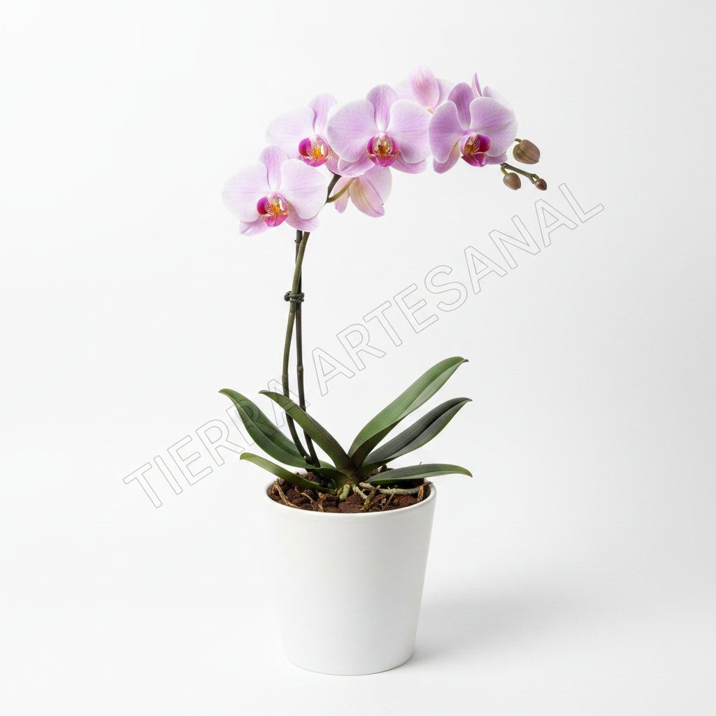 Orquídea Phalaenopsis lila en maceta blanca