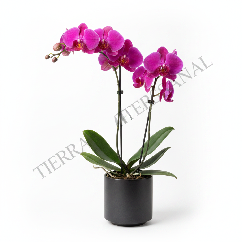 Orquídea Phalaenopsis magenta en maceta negra