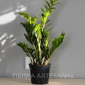 Planta ZZ en matera negra - Tierra Artesanal