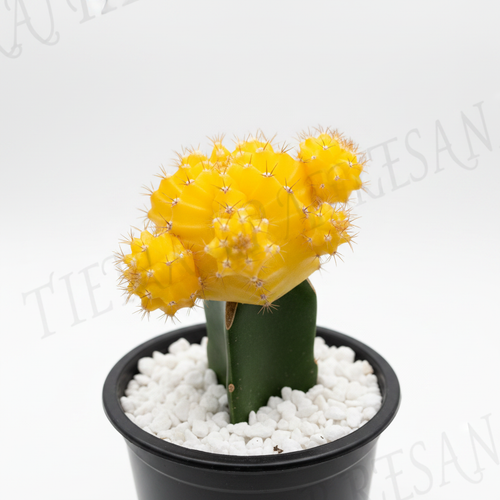 Cactus Injerto amarillo en maceta plástica negra