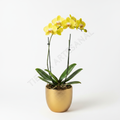 Orquídea Phalaenopsis amarilla en maceta dorada
