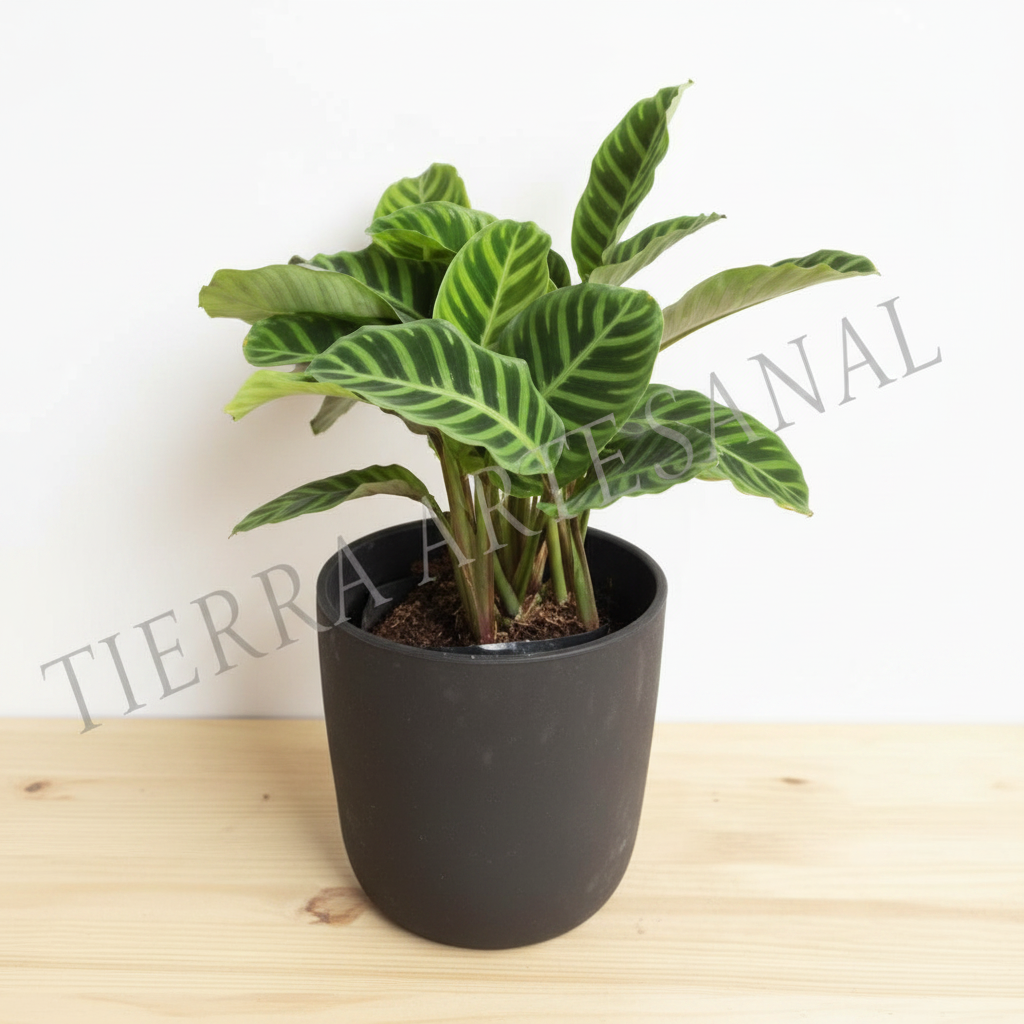 Calathea Pana en maceta plástica negra