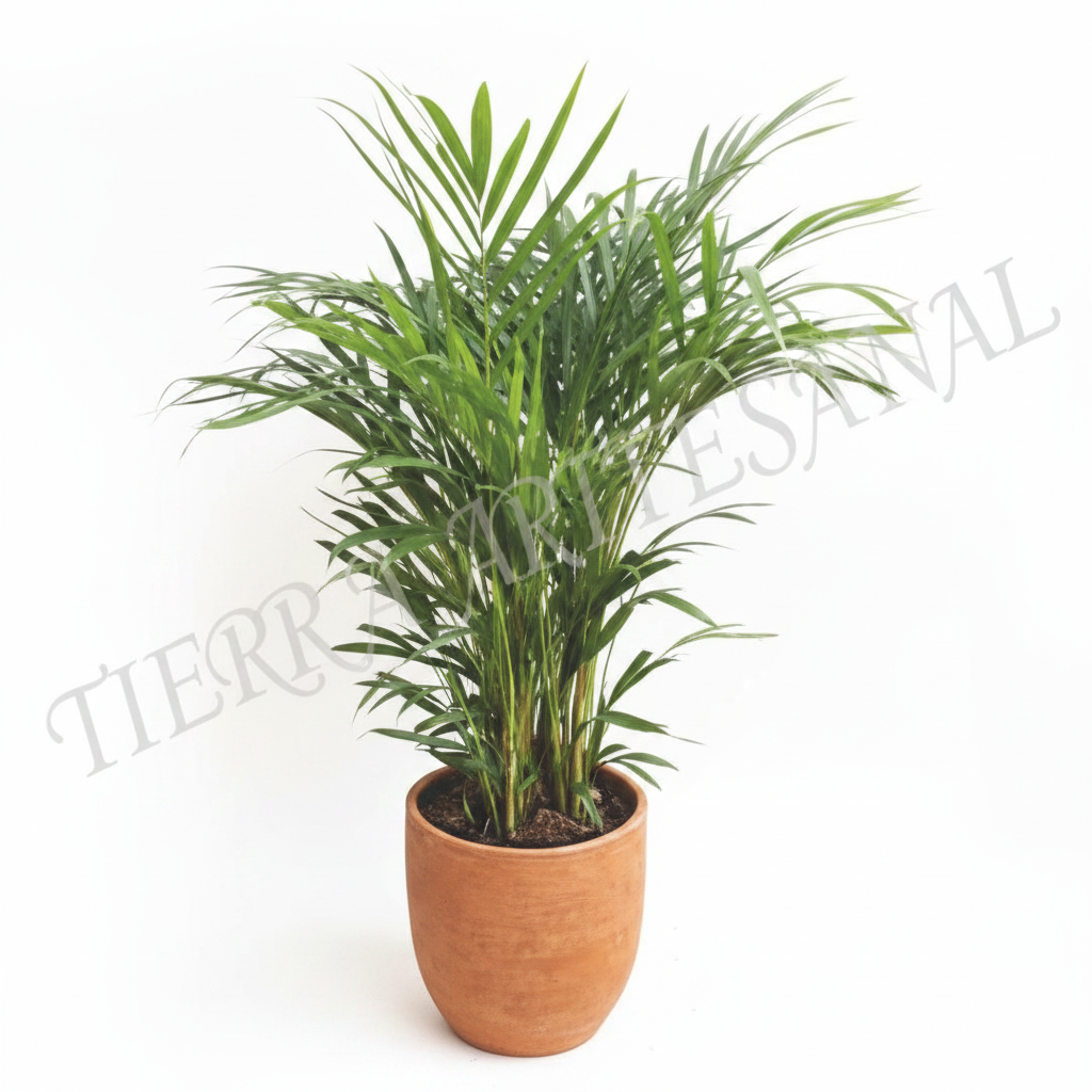 Palma Areca