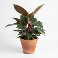 Philodendron Morado