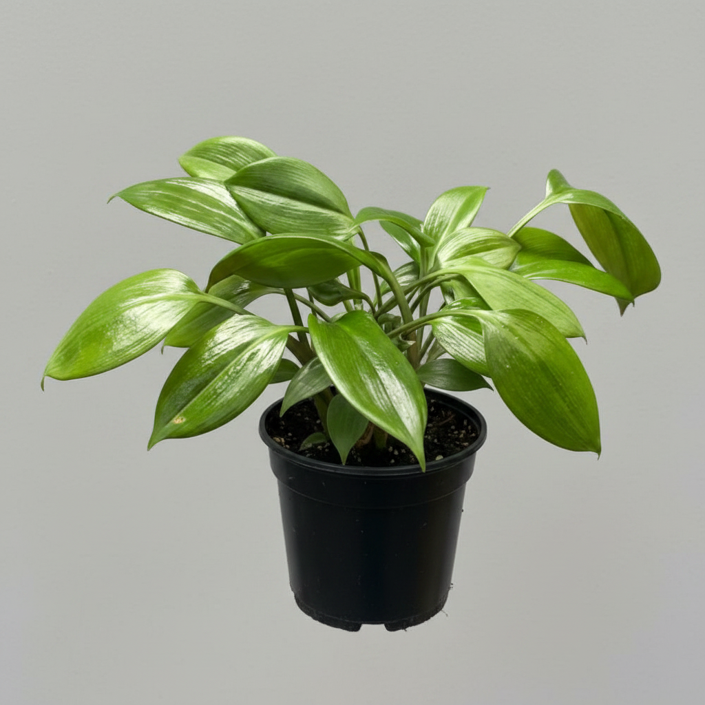 Planta Billete